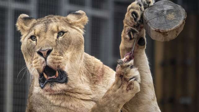 Löwin tötet Eindringling in brasilianischem Zoo