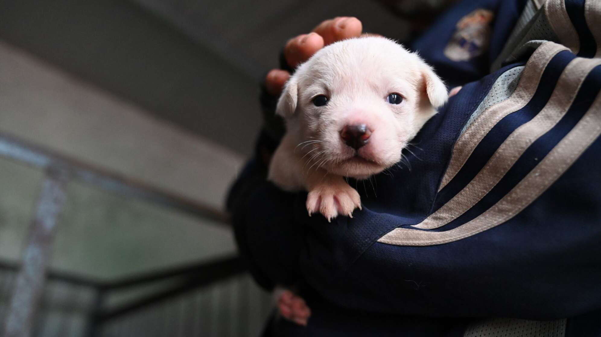 Hundewelpe - Symbolbild