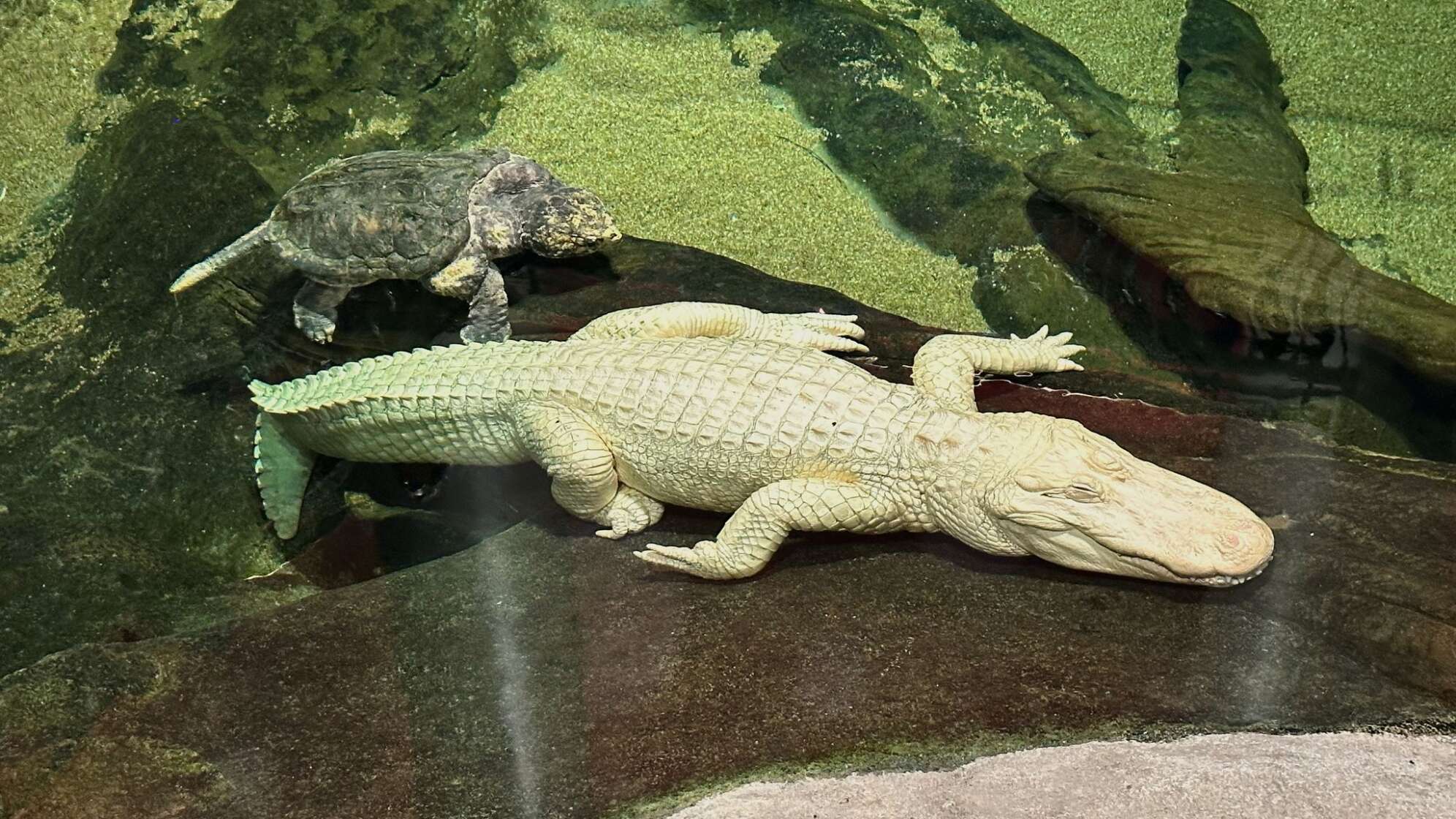Albino-Alligator Claude gestorben