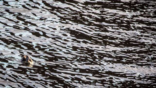 Bei Schiffsunfall läuft Dieselkraftstoff in den Main