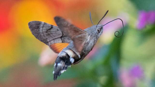 Advent, Advent, wer den Schmetterling erkennt