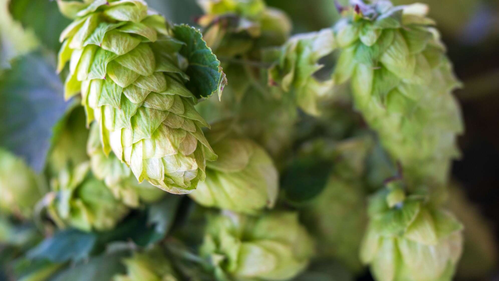Hopfen
