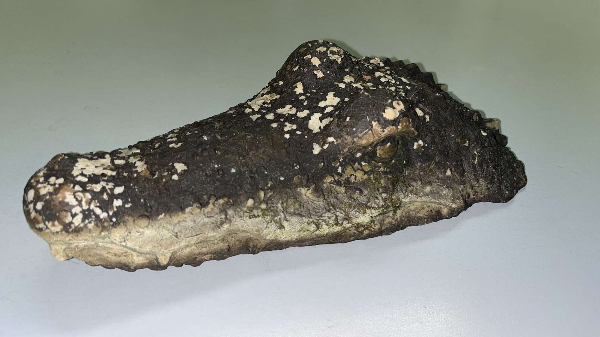 Polizei ermittelt nach Fund von Krokodil-Attrappe in Weiher