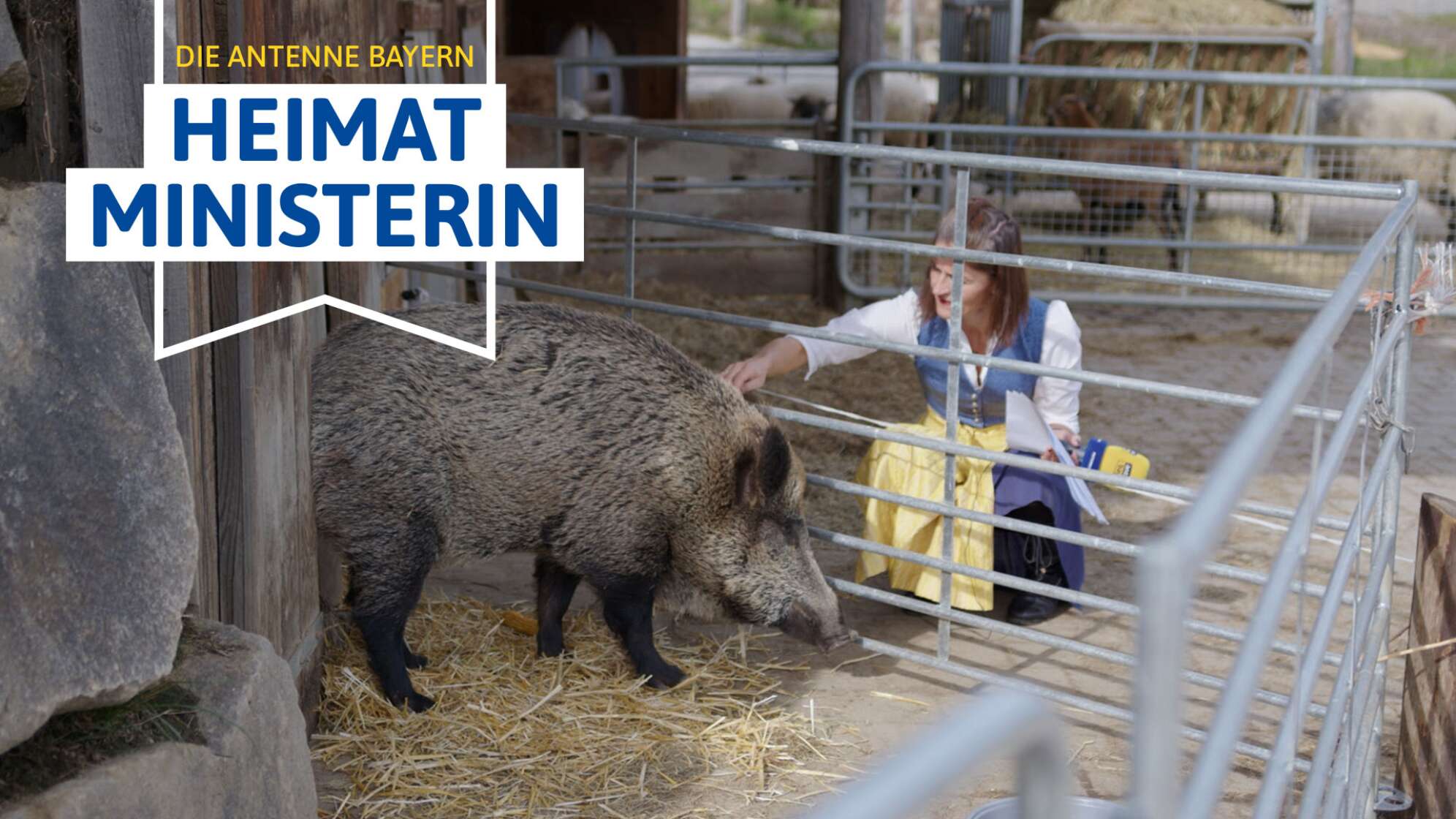 Die ANTENNE BAYERN Heimatministerin: Wildsau Leisa