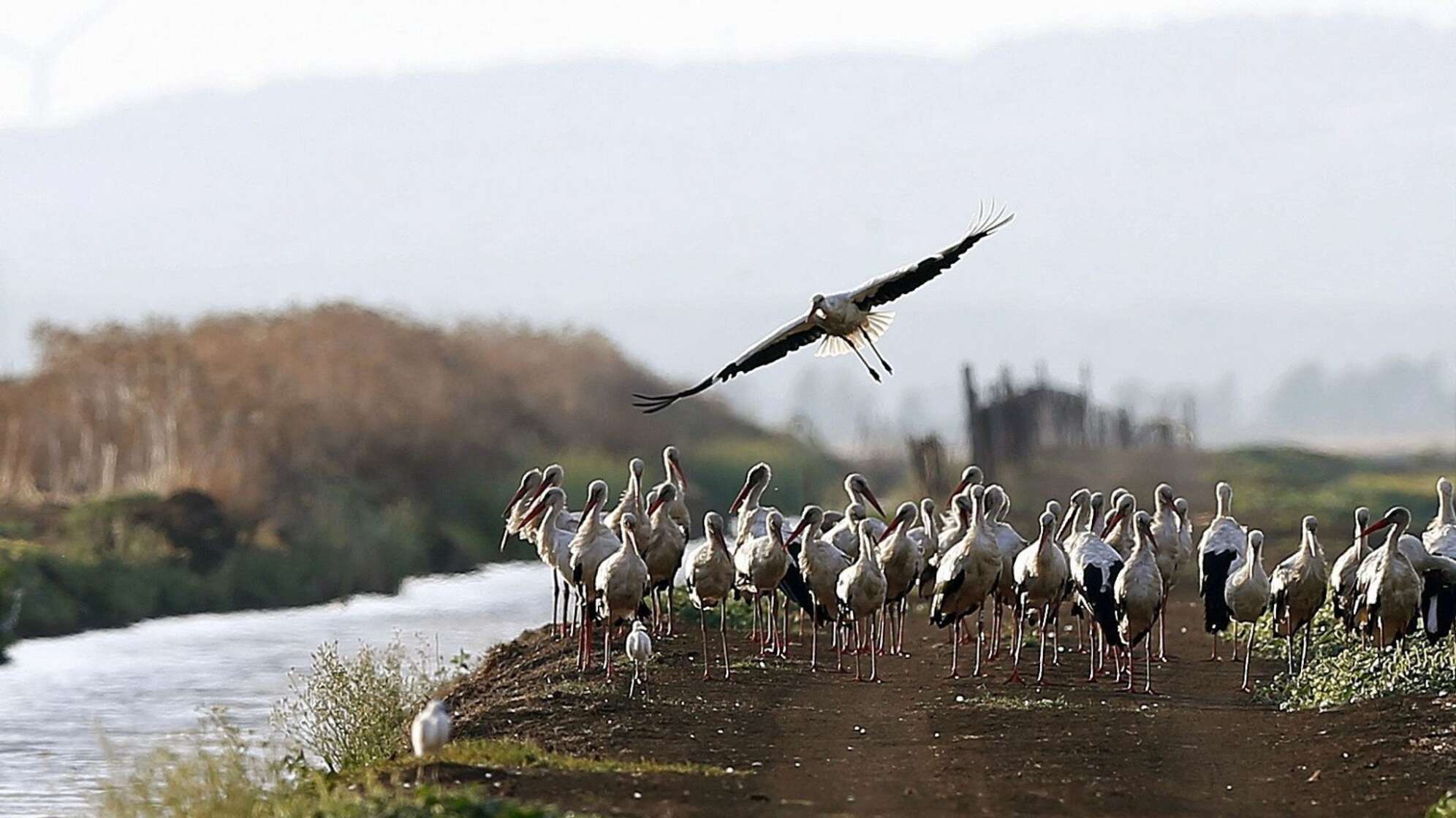 Störche in spanischem Naturpark