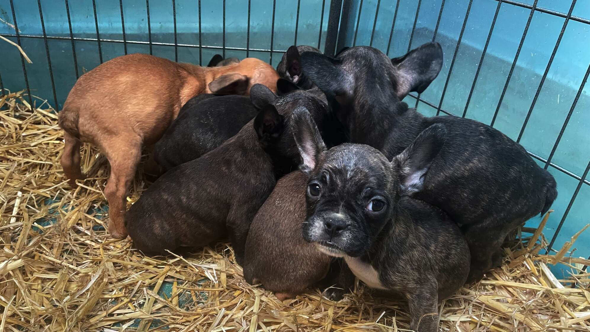 Internet-Börsen: Das schaurige Geschäft mit viel zu jungen Welpen