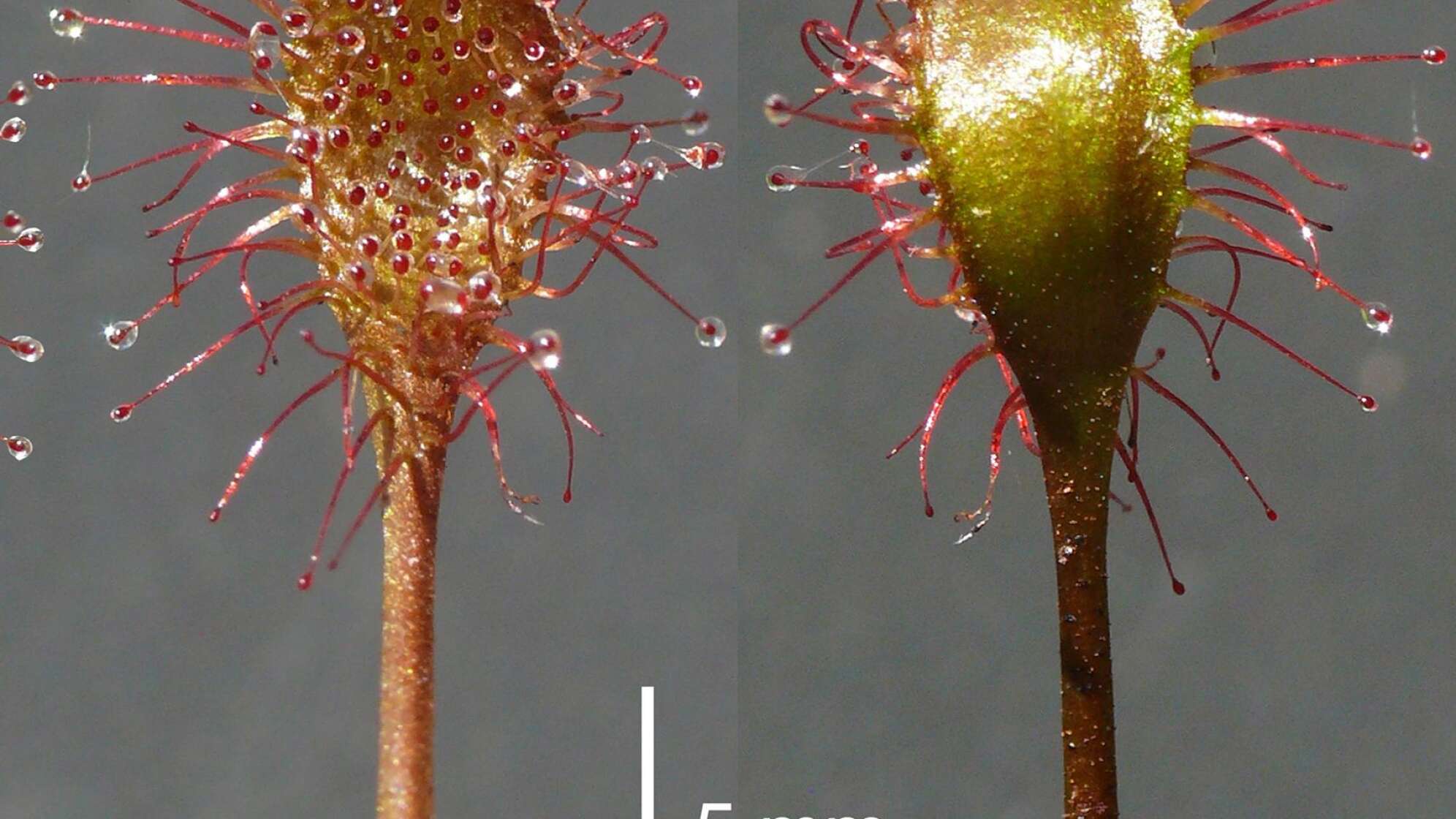 Bayerischer Sonnentau