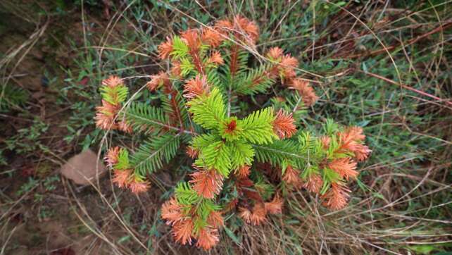 Nicht nur Bayerns Tannenbäume leiden unter Hitze und Dürre