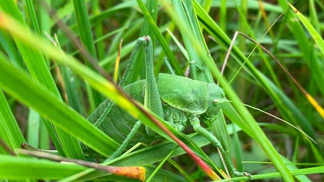 Seltene Wanstschrecke in Nordschwaben entdeckt