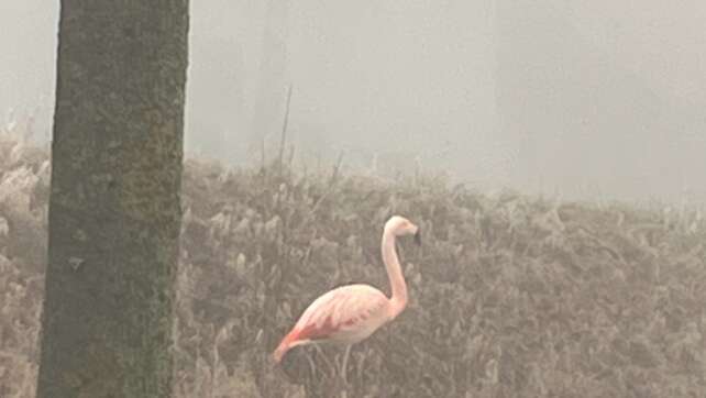 Wilder Flamingo steht im Nebel bei Ulm
