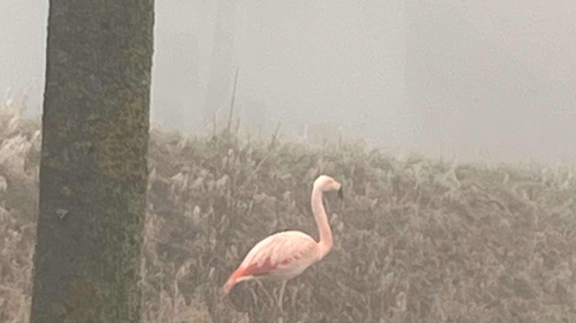Wilder Flamingo bei Ulm