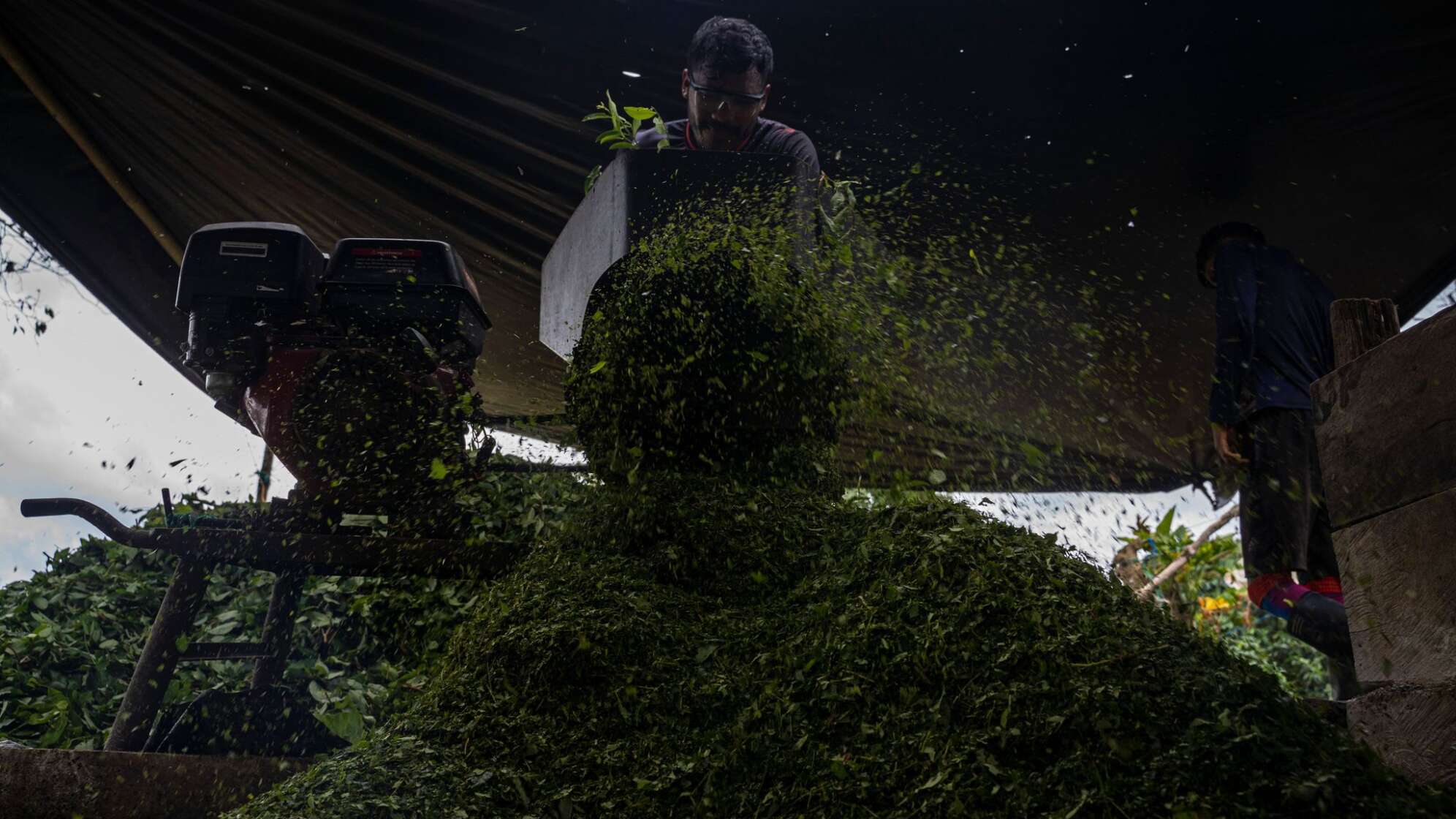 Koka: Anbau und Verarbeitung