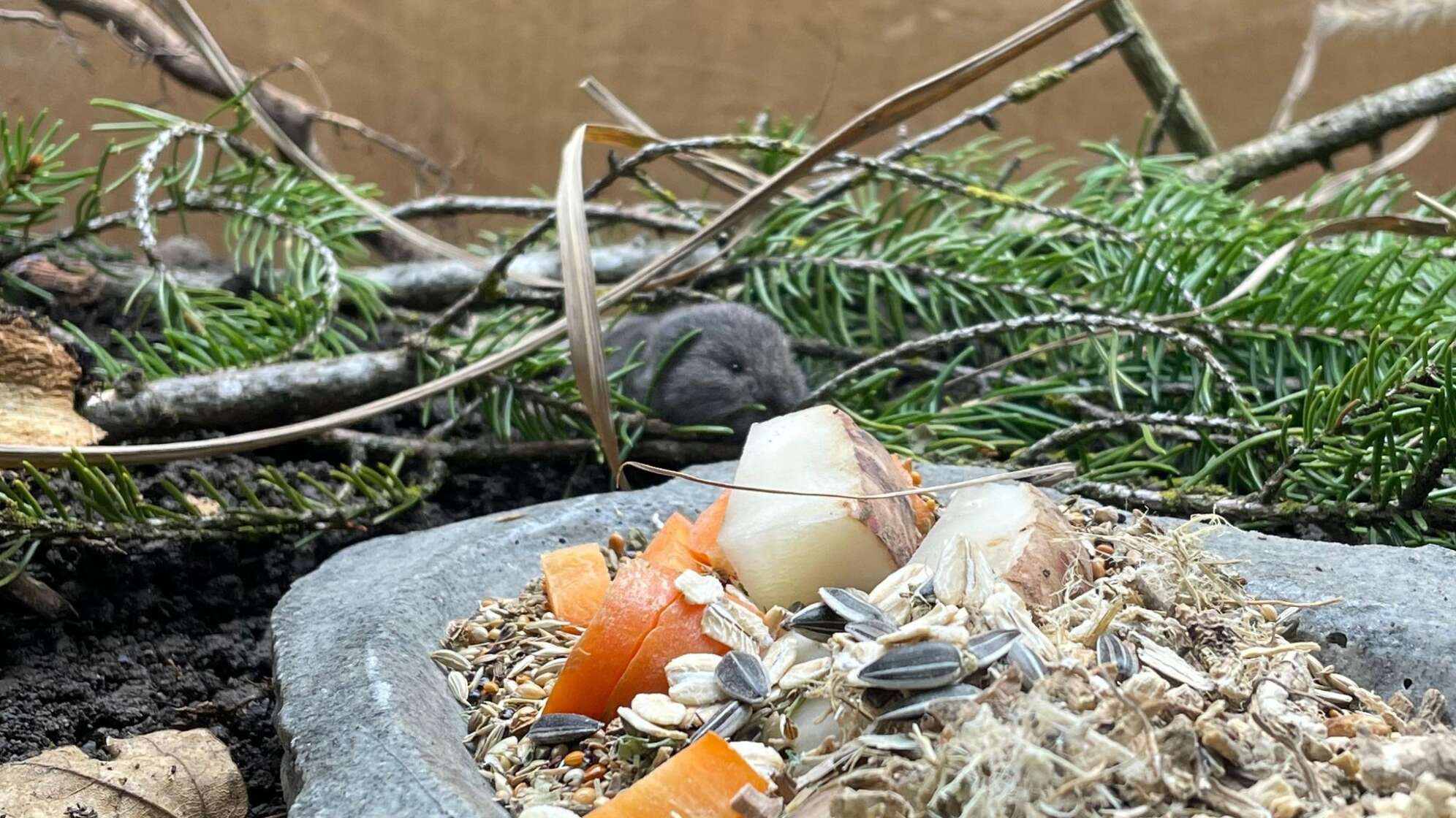 Bayerische Kurzohrmaus