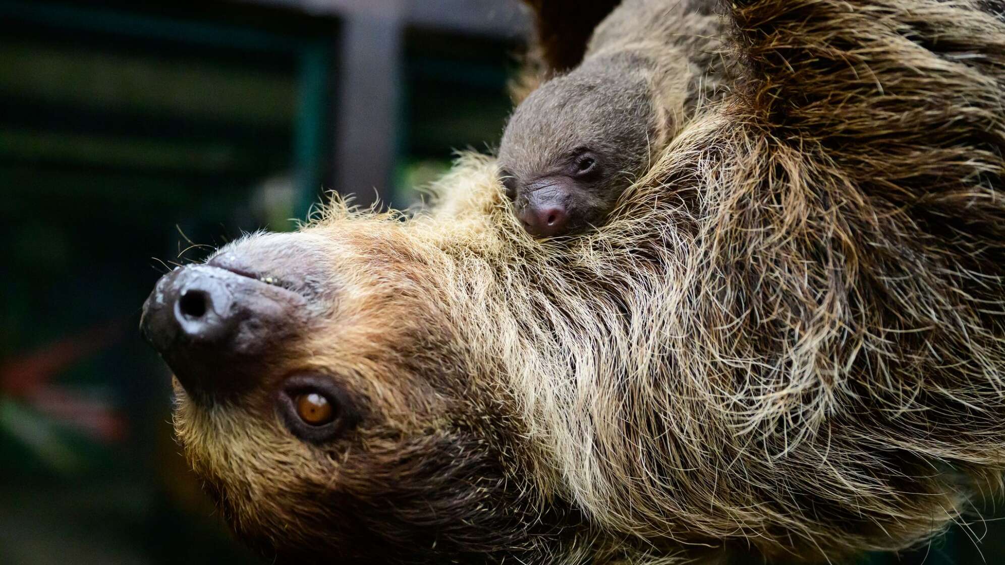 Nachwuchs bei den Faultieren im Vogelpark Walsrode