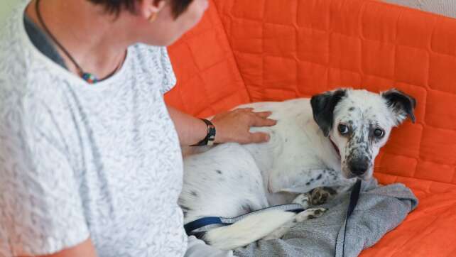 Diskussion um Jahresausklang ohne Böller nimmt Fahrt auf