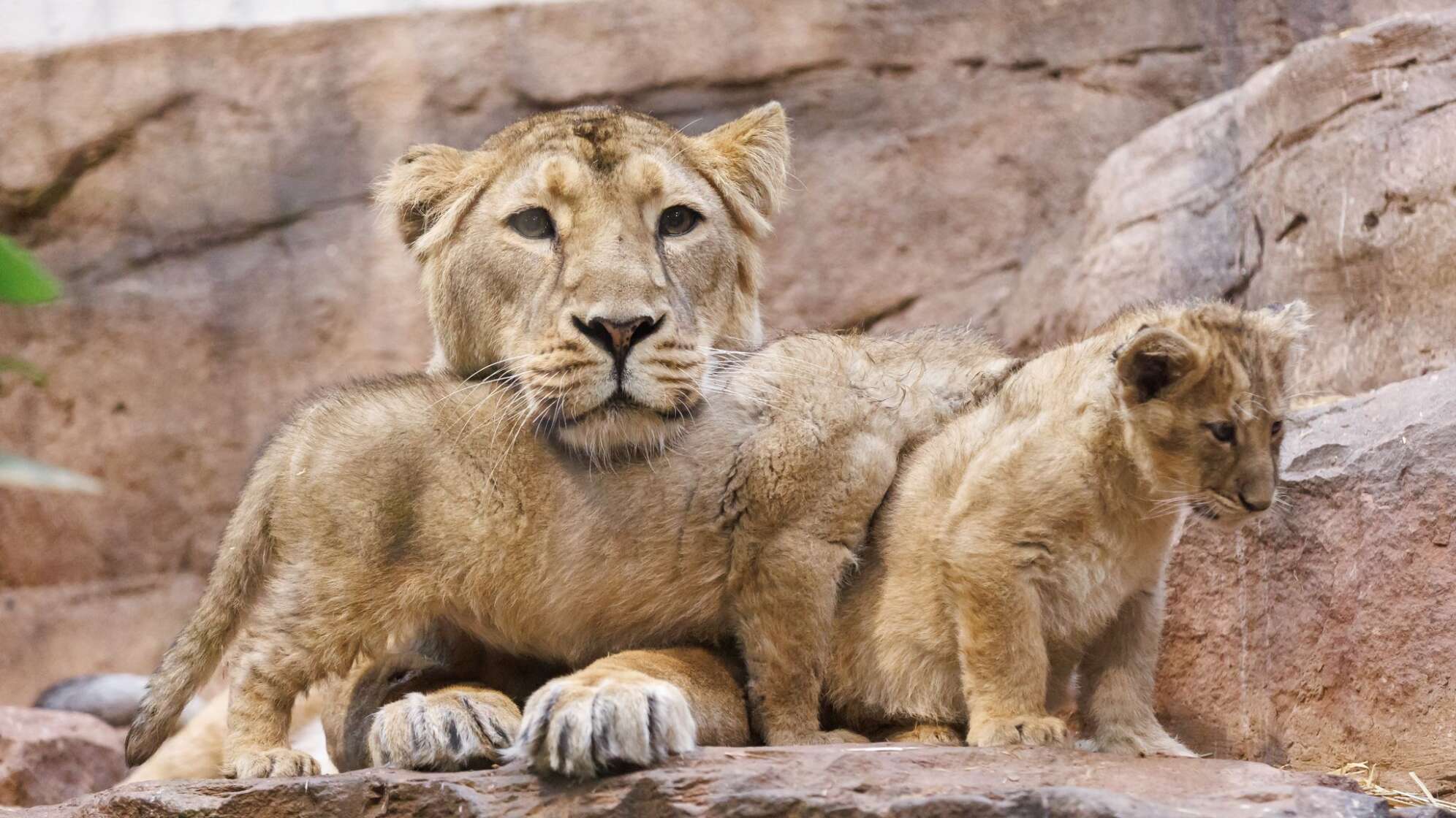 Löwen-Babys im Nürnberger Tiergarten