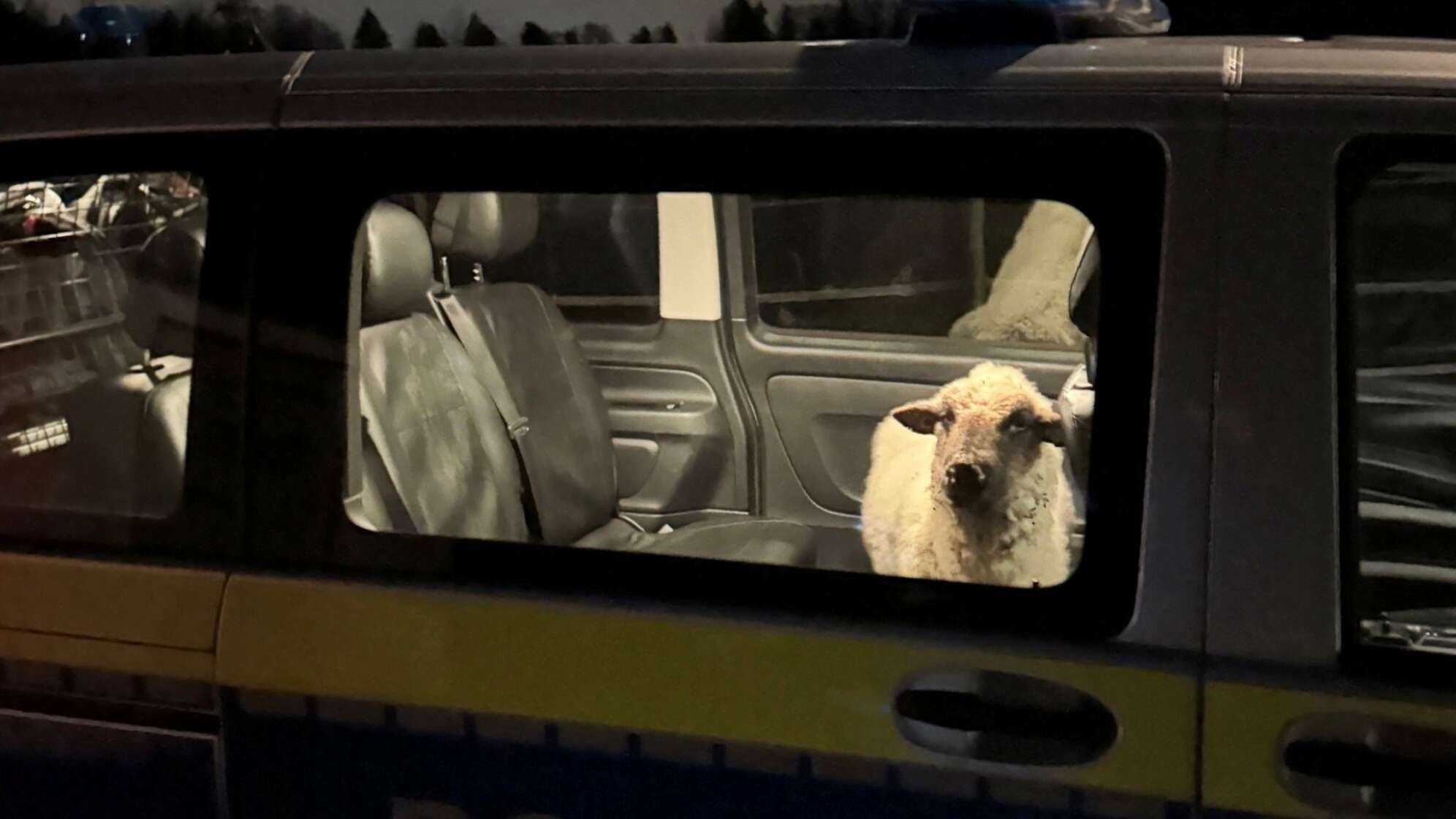 Polizei rettet Schaf auf Abwegen