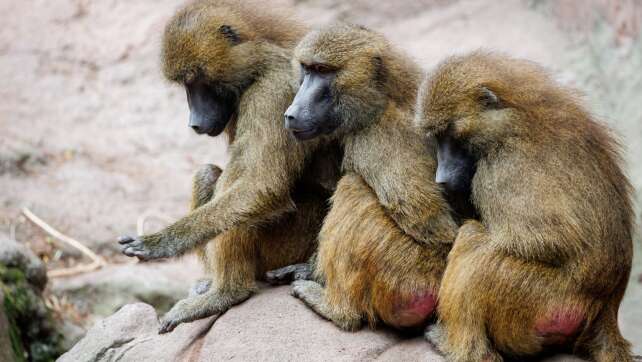 Pavian-Nachwuchs in Nürnberg - Tötung weiter eine Option