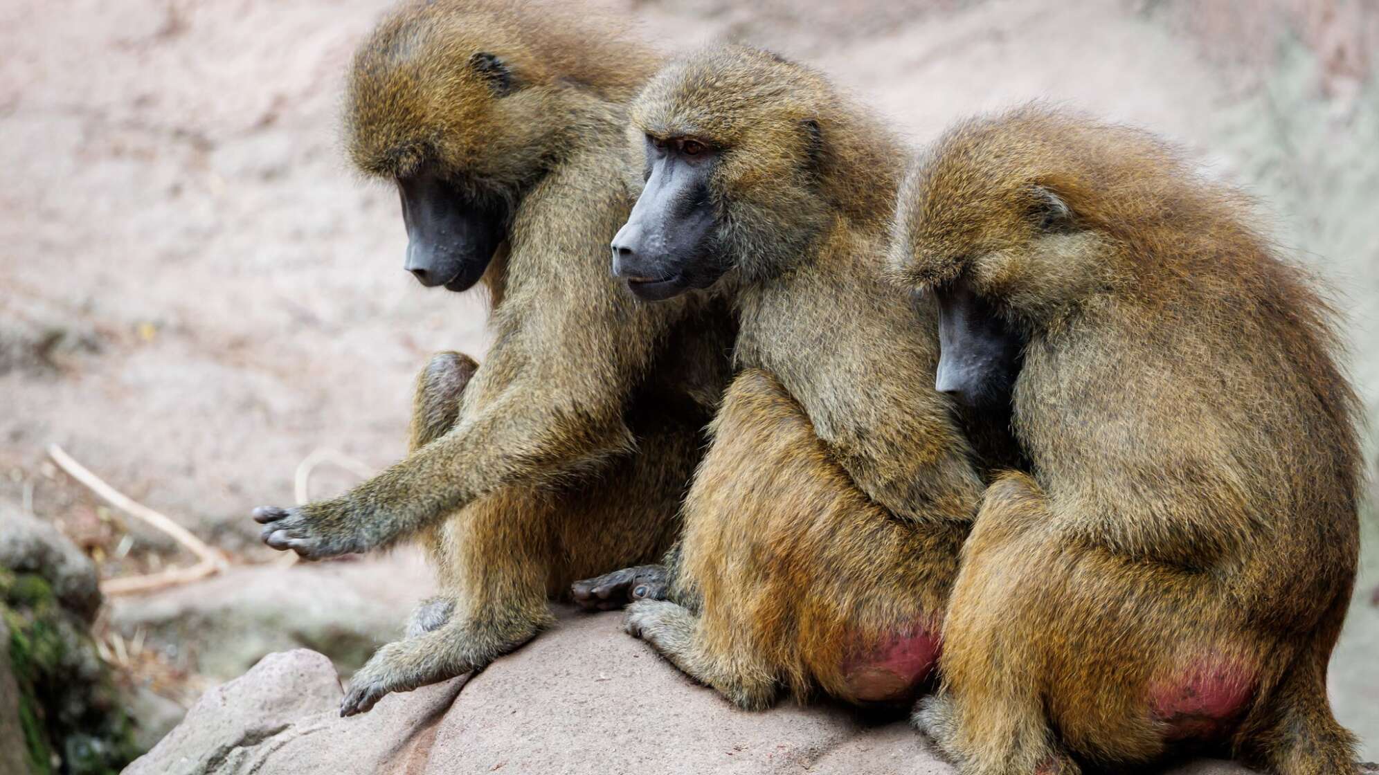 Guinea-Paviane im Tiergarten Nürnberg