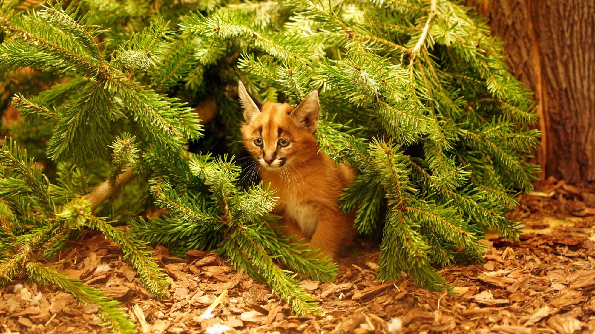 Karakal-Nachwuchs im Zoo Dresden