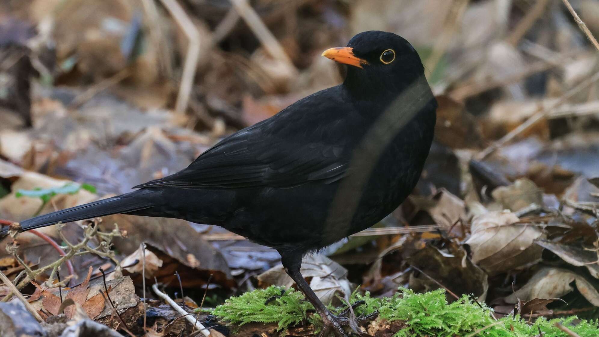 Amsel