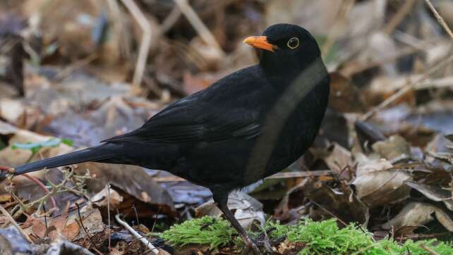 Amsel, Spatz und Meise - nicht selten, aber weniger?