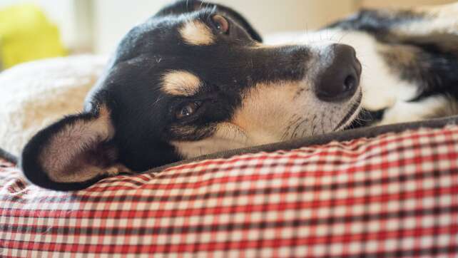 Knapp jedes dritte Haustier darf im Bett schlafen