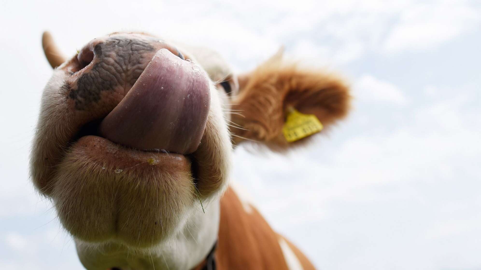 Eine Kuh auf der Alm