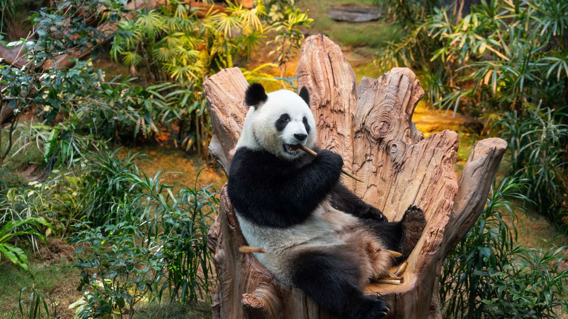 Panda