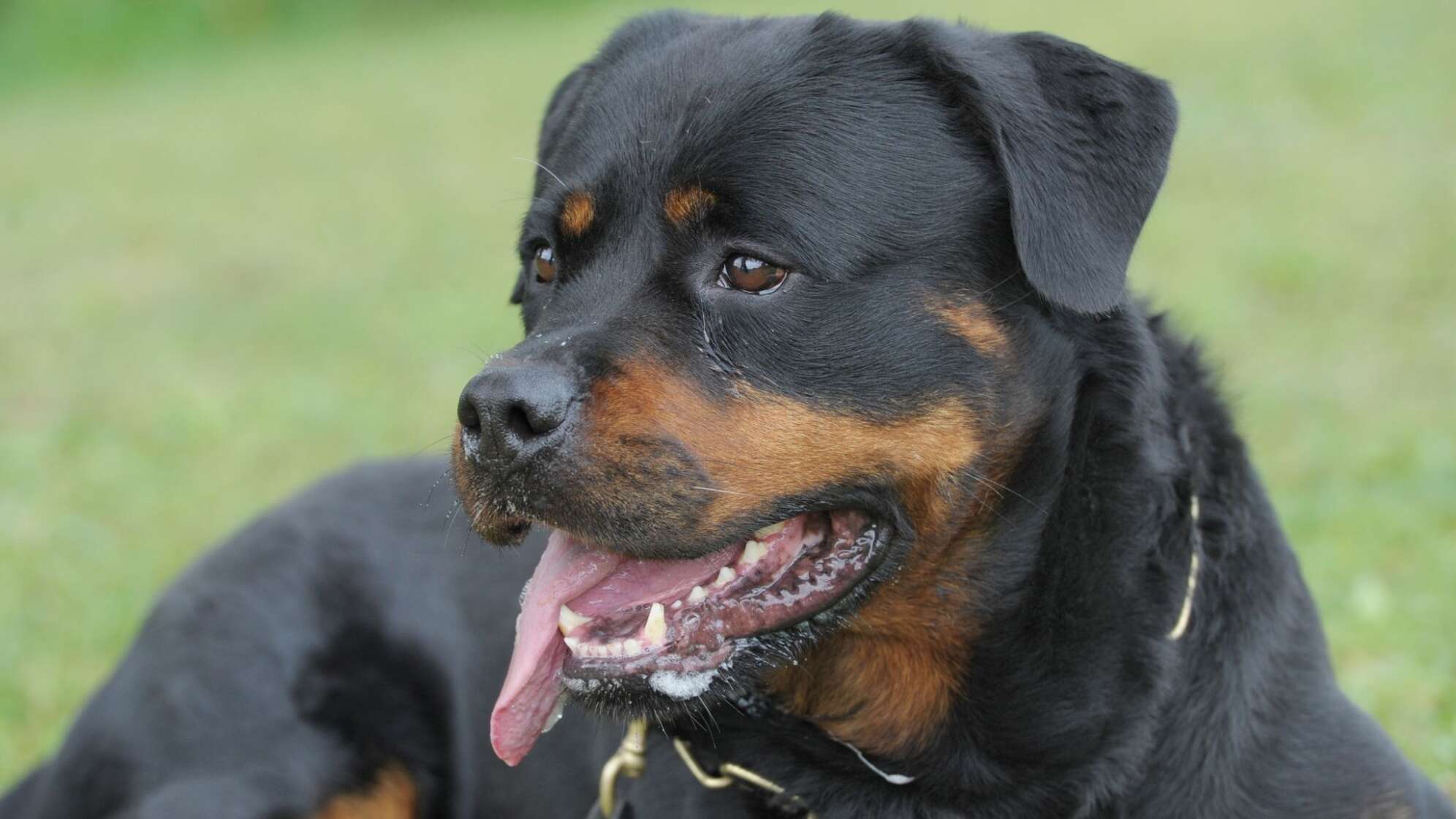 Rottweiler