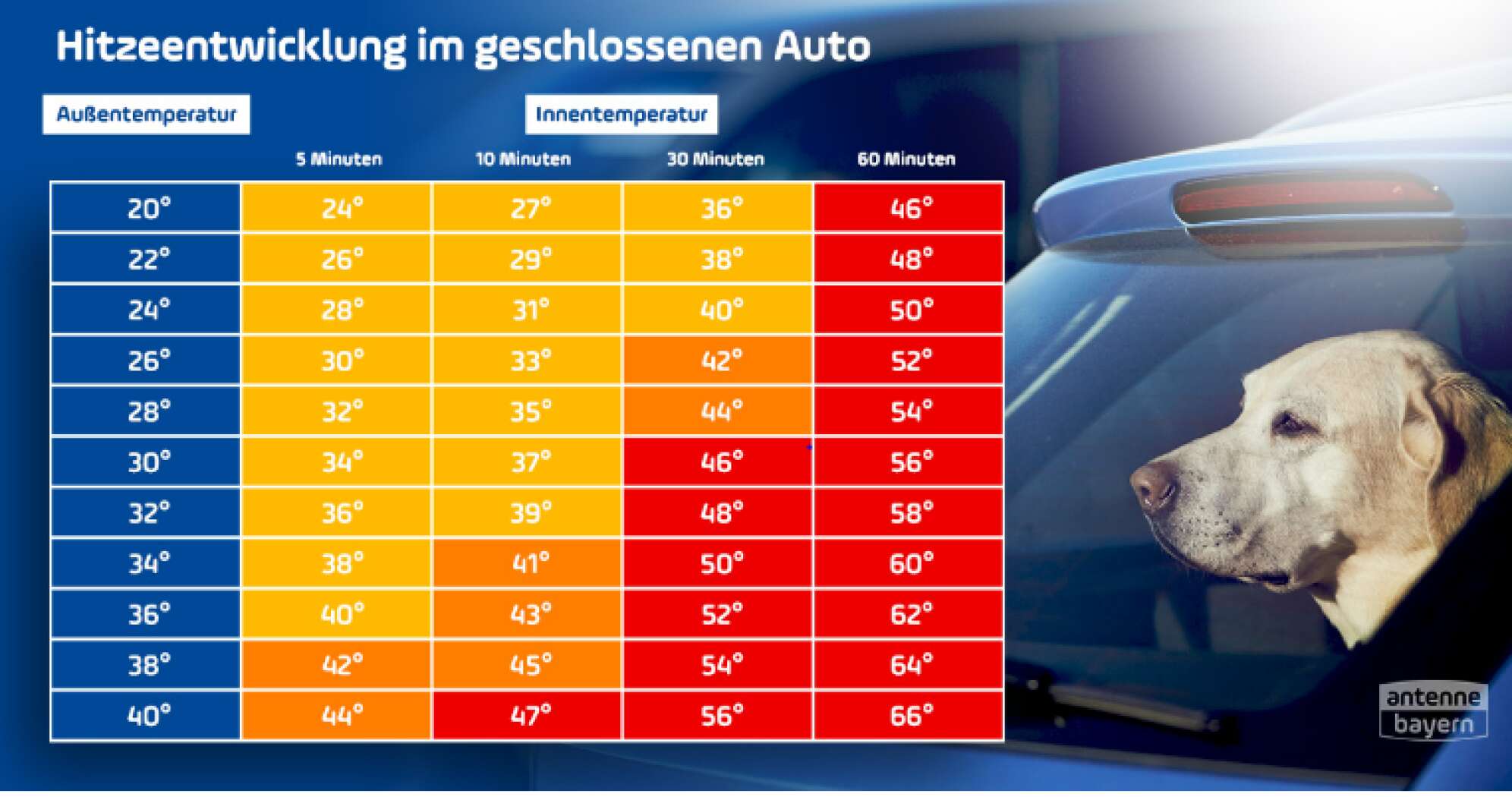 Temperatur im Auto Hund
