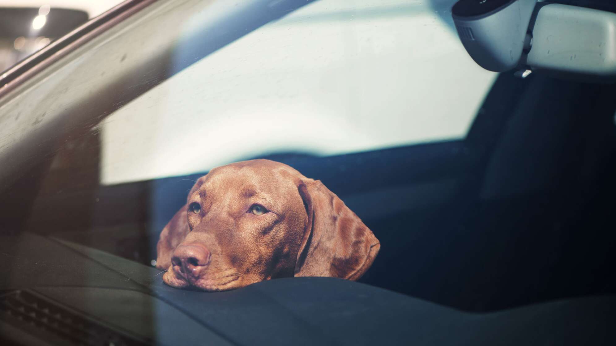 Hund im Auto