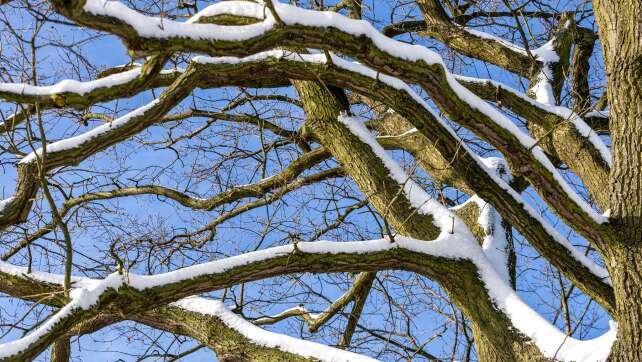 Frau in Nürnberg von Ast erschlagen