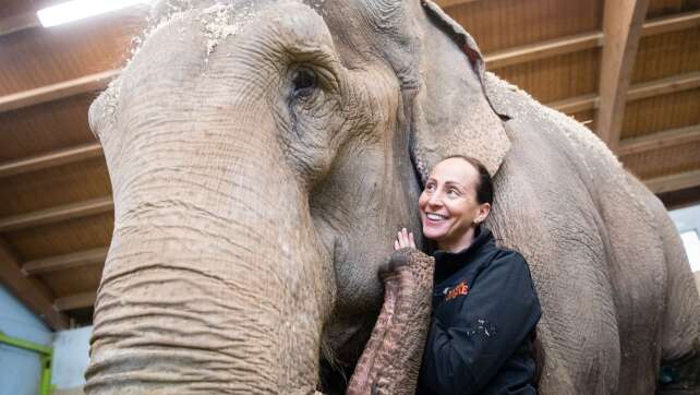 Circus Krone trauert um Elefantendame Bara