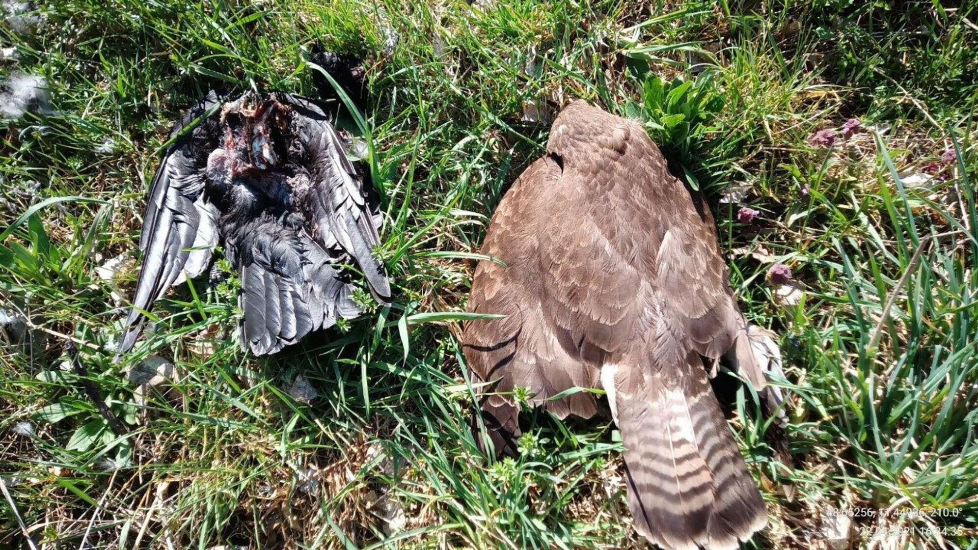 Erneut sterben Tiere an vergifteten Ködern
