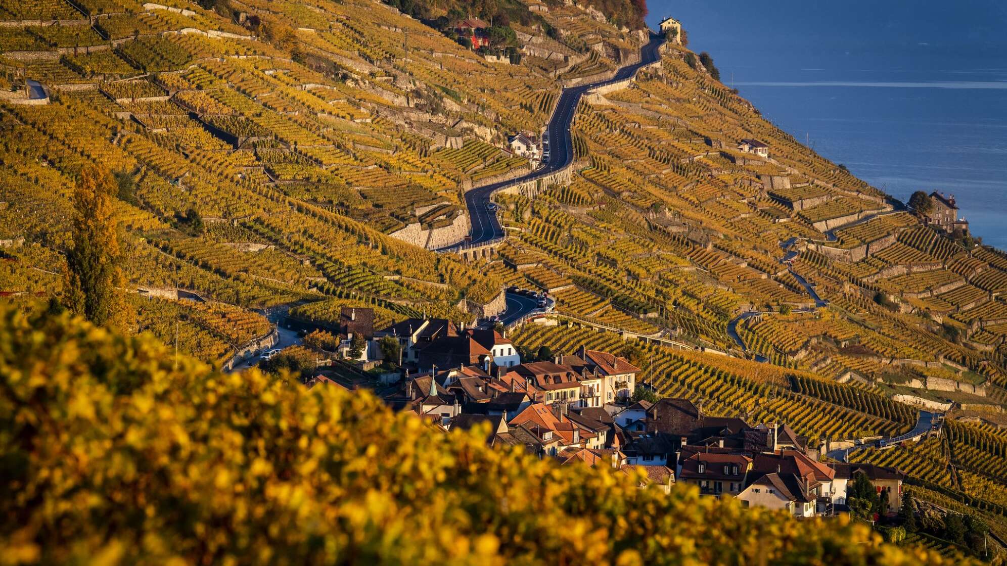 Weinanbau am Genfer See