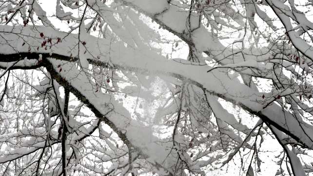 Ast bricht unter Schneelast: Radfahrer gestorben
