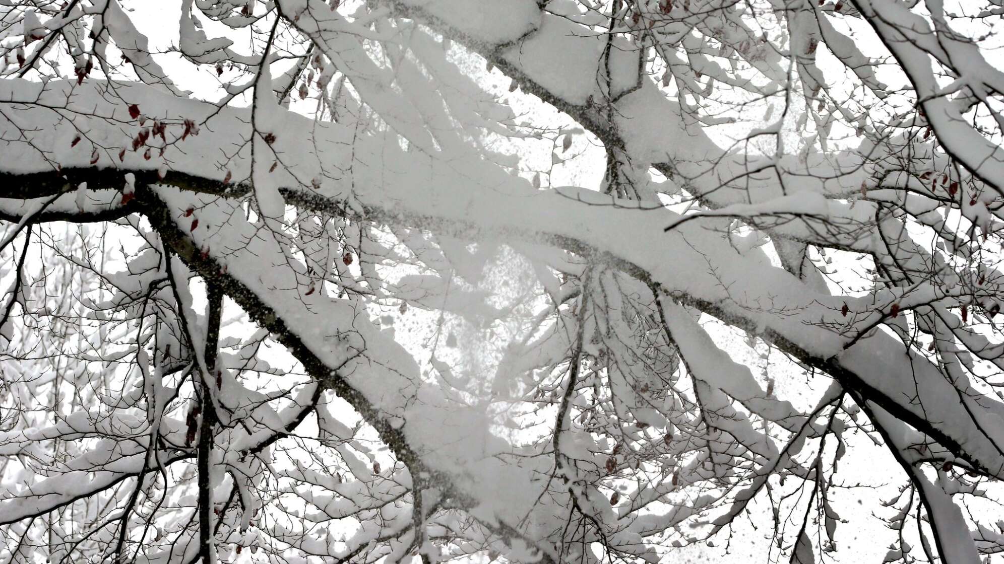 Vorsicht bei Schnee auf Bäumen