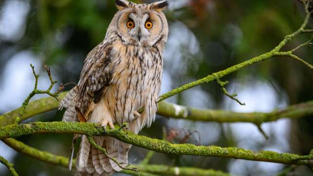 Naturschützer rufen zu offenen Scheunen für Mäusejäger auf