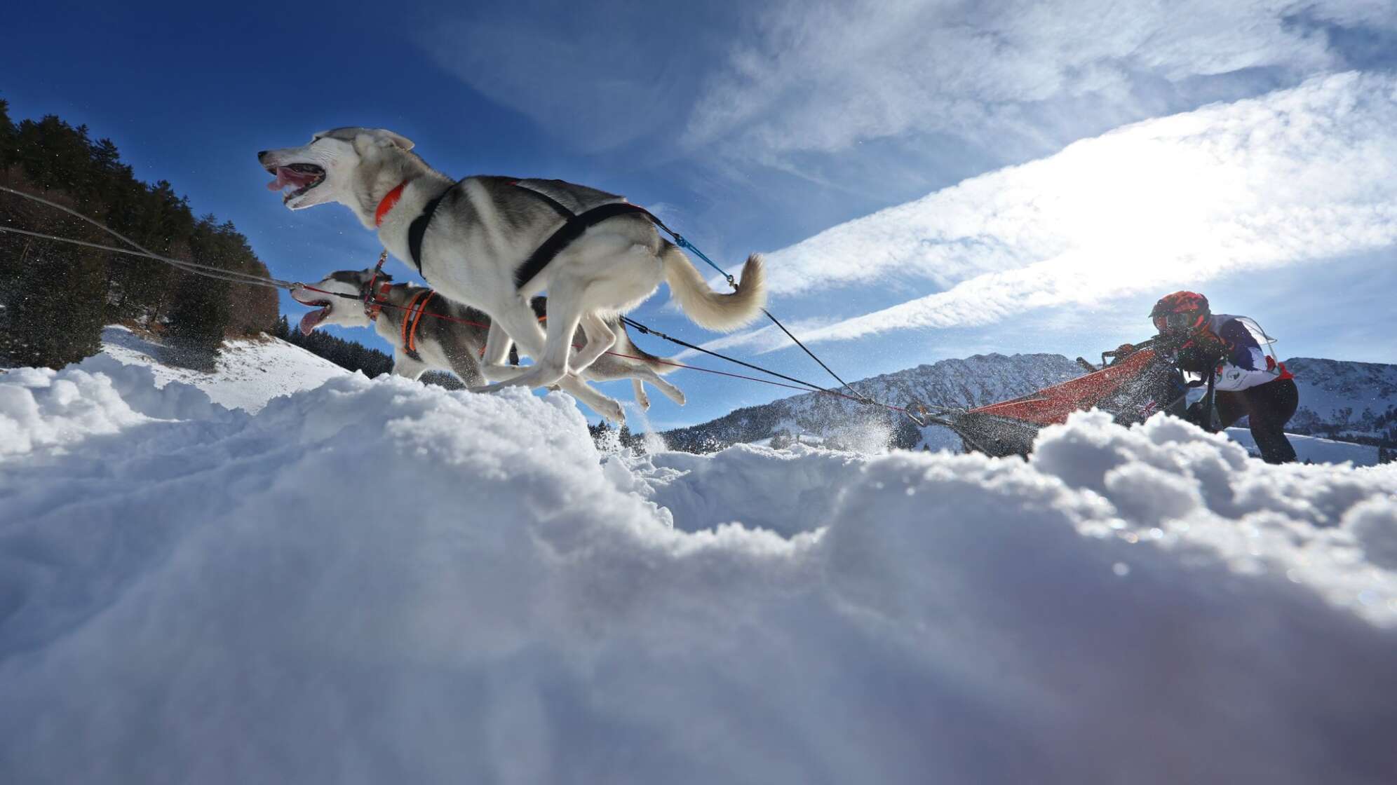 Internationales Schlittenhunderennen