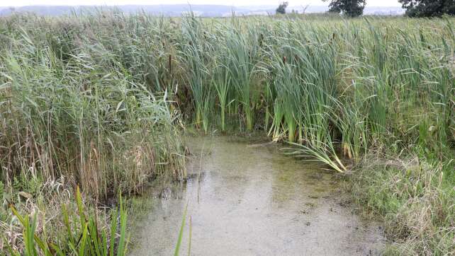 Experte: Landwirtschaft auf Mooren ist endlich