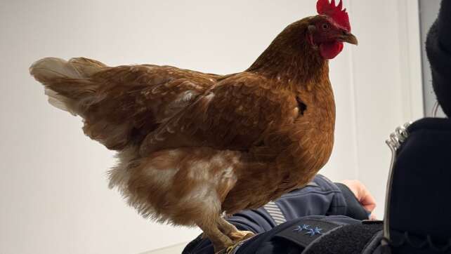 Gefiederter Gast am Bahnhof – Polizei nimmt Huhn auf