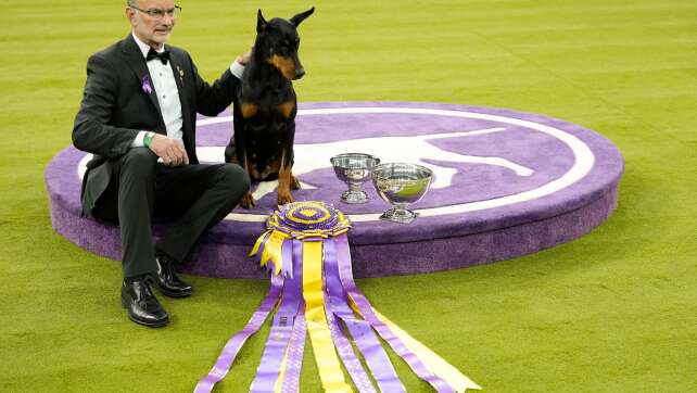 Dobermann «Penny» gewinnt 150. Westminster-Hundeshow in USA
