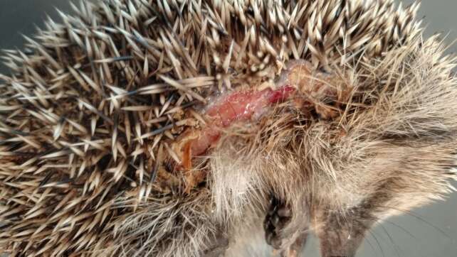 Igel in Gefahr – Streit um Schutz vor Bayerns Mährobotern