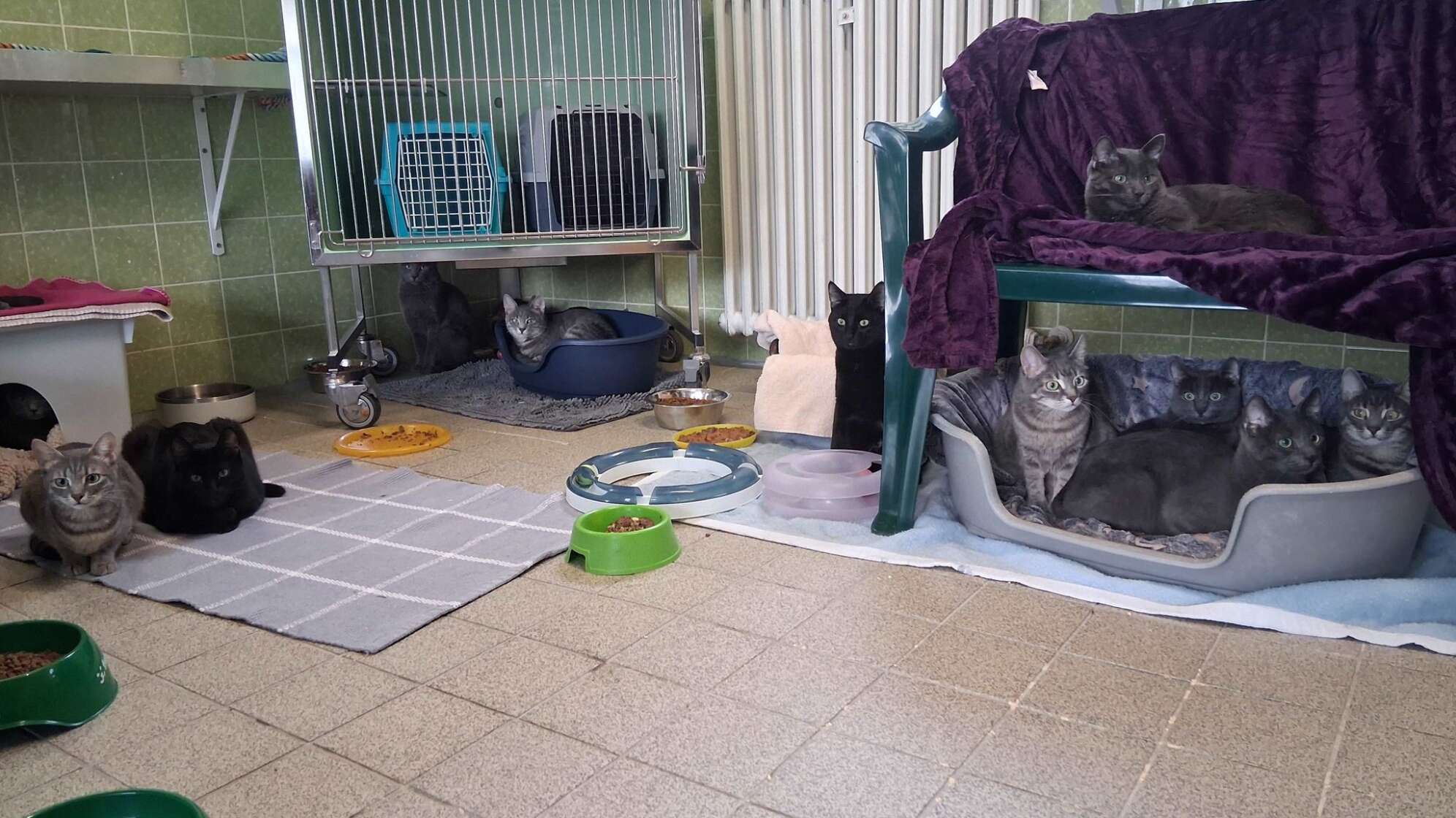 44 Katzen aus Wohnung gerettet