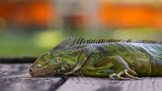 Kälte lässt Leguane in Florida von den Bäumen fallen