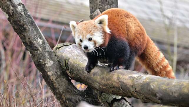 Hellabrunn hat neuen Roten Panda – Hoffnung auf Nachwuchs