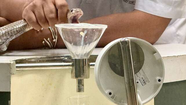 Bangkoks historische «Snake Farm»: Wo Kobras gemolken werden