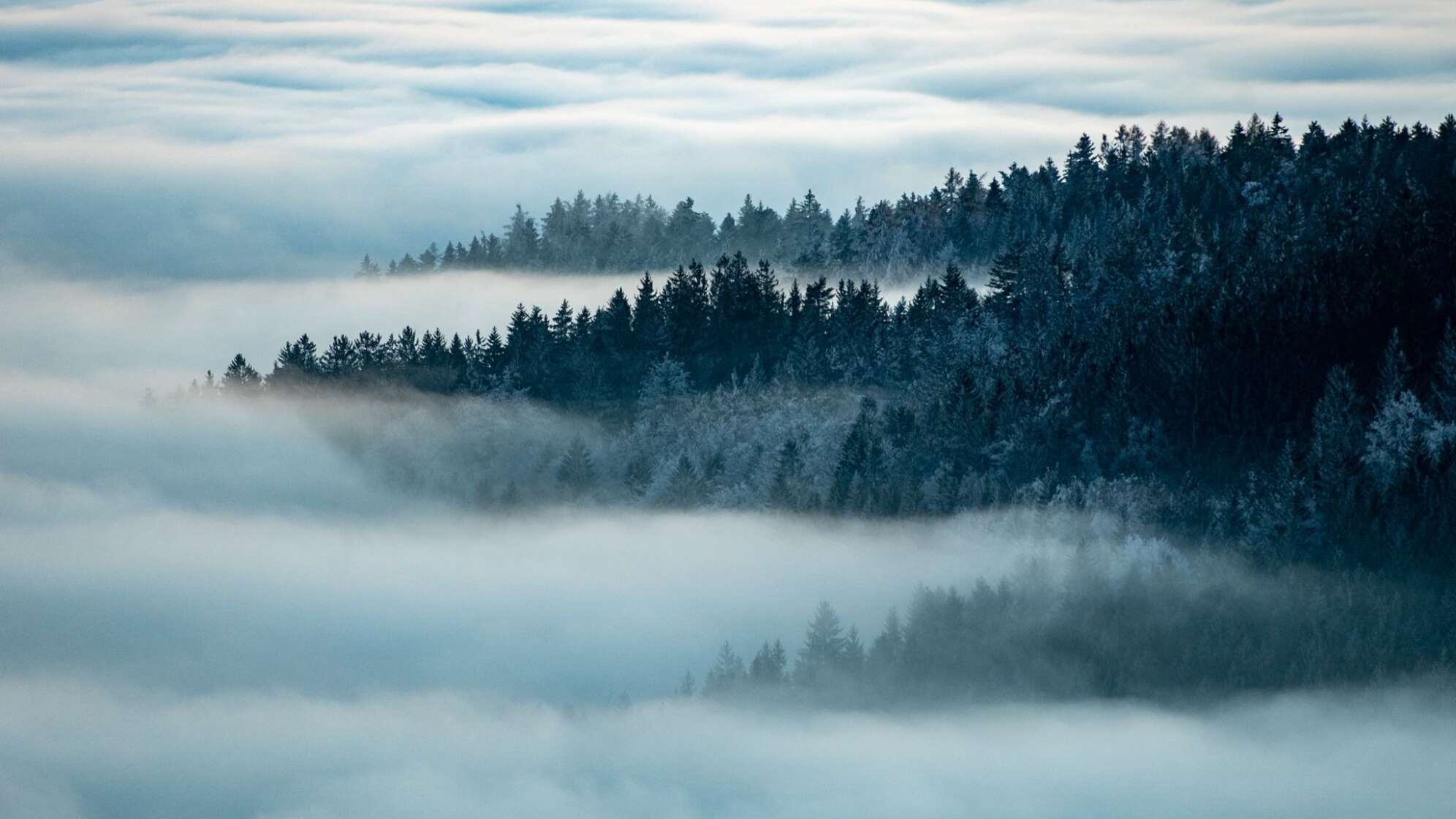 Nebel im Bayerischen Wald