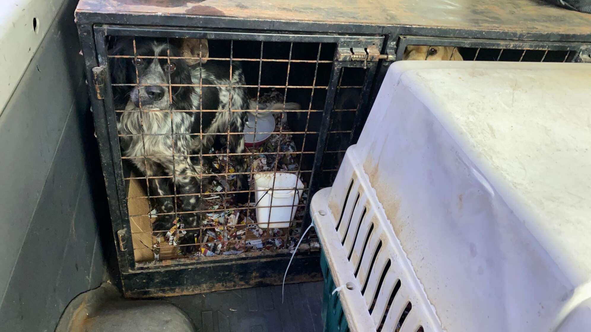 Hunde in Käfigen beim Transport über die Grenze gefunden